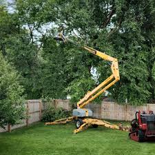 Best Tree Preservation Services  in Boyes Hot Springs, CA