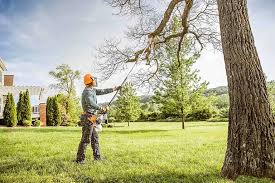 Best Tree Removal  in Boyes Hot Springs, CA