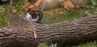 Best Tree Maintenance Programs  in Boyes Hot Springs, CA