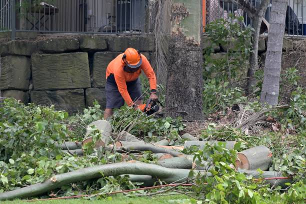 Best Commercial Tree Services  in Boyes Hot Springs, CA